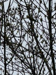 Found/Stray Unknown Bird last seen Walnut ln, Harrison, NY , Harrison, NY 10528