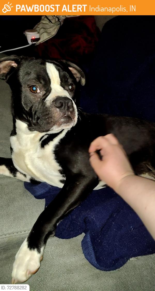 Found/Stray Male Dog last seen Kentucky Ave & Lyndhurst 6, Indianapolis, IN 46241