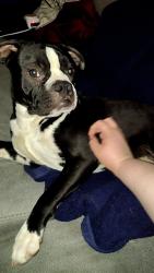 Found/Stray Male Dog last seen Kentucky Ave & Lyndhurst 6, Indianapolis, IN 46241