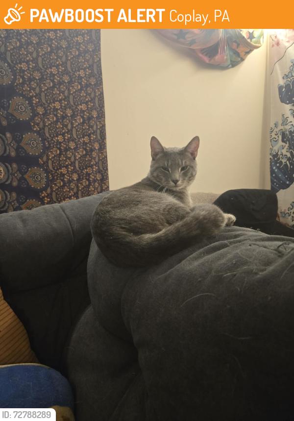 Found/Stray Male Cat last seen Coplay, PA, Coplay, PA 18052