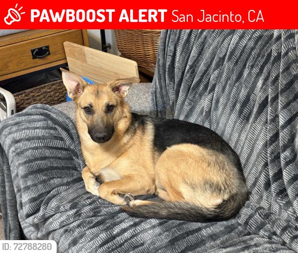 Lost Female Dog last seen State street and Ramona Blvd, San Jacinto, CA 92582