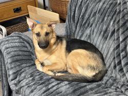 Lost Female Dog last seen State street and Ramona Blvd, San Jacinto, CA 92582