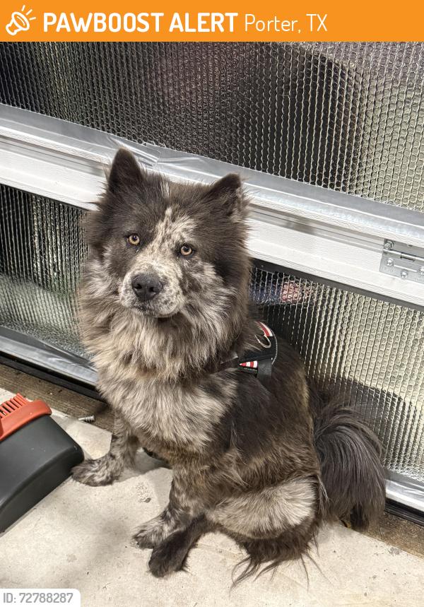 Found/Stray Female Dog last seen Neighborhood by Brookwood Forest elementary school off of sorters, Porter, TX 77365
