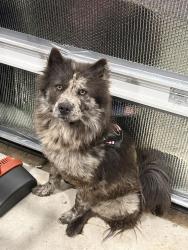 Found/Stray Female Dog last seen Neighborhood by Brookwood Forest elementary school off of sorters, Porter, TX 77365