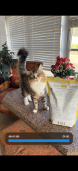 Reunited Male Cat last seen Center road , Venice, FL 34293