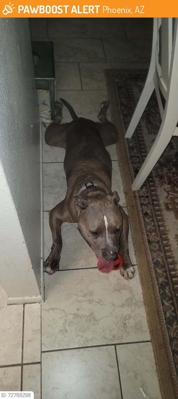Found/Stray Male Dog last seen 30th Avenue and Hearn Road at Acacia Park , Phoenix, AZ 85053