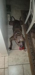 Found/Stray Male Dog last seen 30th Avenue and Hearn Road at Acacia Park , Phoenix, AZ 85053