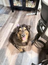 Lost Female Dog last seen 44/gulf to lake hwy, Lecanto, FL 34461