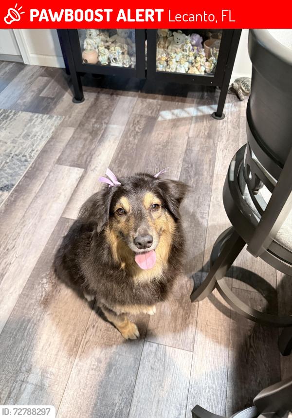 Lost Female Dog last seen 44/gulf to lake hwy, Lecanto, FL 34461