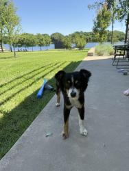 Found/Stray Male Dog last seen County road 4817, Athens, TX 75752