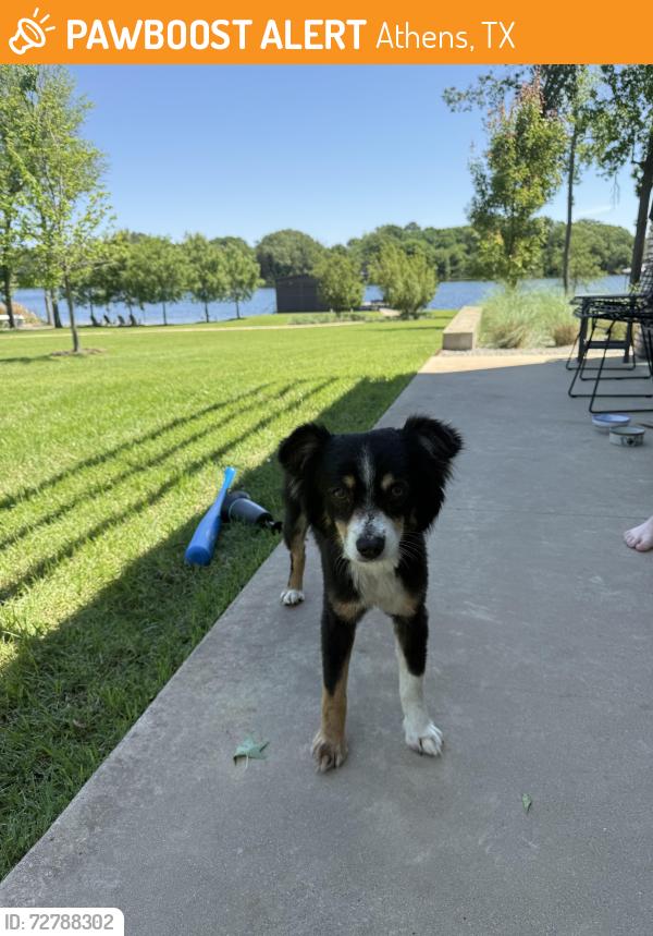Found/Stray Male Dog last seen County road 4817, Athens, TX 75752
