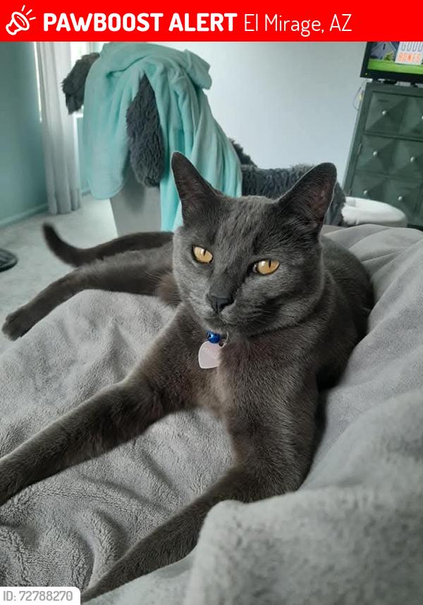 Lost Male Cat last seen Pubelo El Mirage RV Resort on El Mirage Rd. in El Mirage, El Mirage, AZ 85335