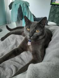Lost Male Cat last seen Pubelo El Mirage RV Resort on El Mirage Rd. in El Mirage, El Mirage, AZ 85335