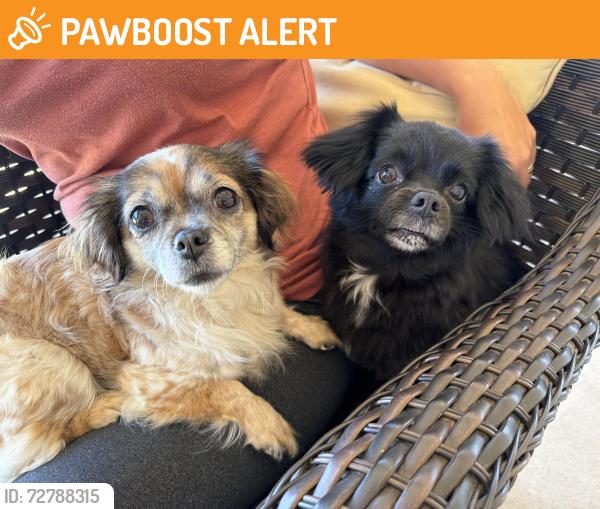 Found/Stray Female Dog last seen Hwy 78 and Rancho Santa Theresa, San Diego County, CA 92065