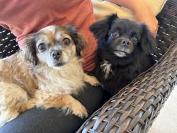 Found/Stray Female Dog last seen Hwy 78 and Rancho Santa Theresa, San Diego County, CA 92065