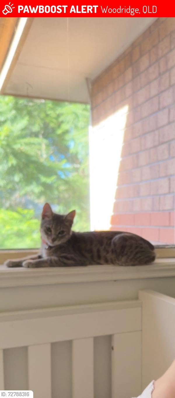 Lost Female Cat last seen Greenwood heights unit complex Woodridge , Woodridge, QLD 4114