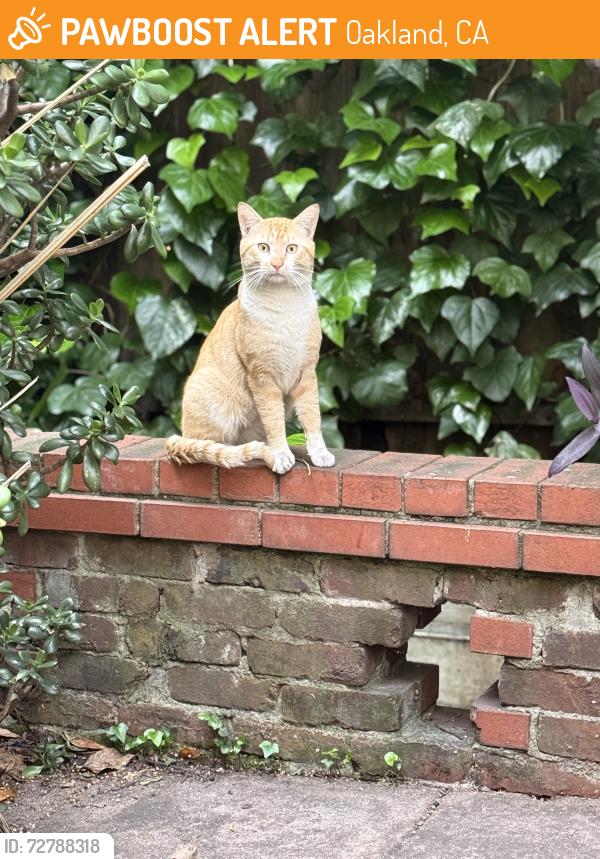 Found/Stray Male Cat last seen Perkins between Van Buren and Palm, Oakland, CA 94610