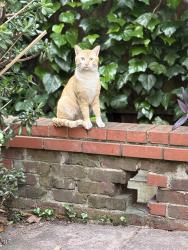 Found/Stray Male Cat last seen Perkins between Van Buren and Palm, Oakland, CA 94610