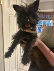 Found/Stray Female Dog last seen Old Jefferson and Pecan Creek, East Baton Rouge Parish, LA 70817