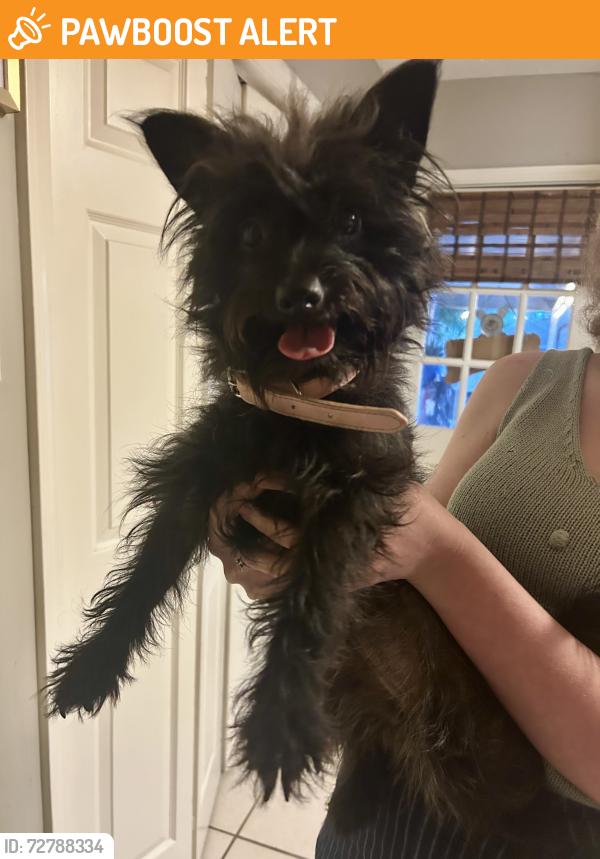 Found/Stray Female Dog last seen Old Jefferson and Pecan Creek, East Baton Rouge Parish, LA 70817