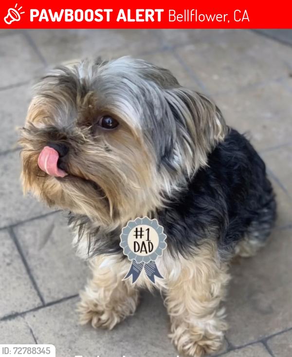 Lost Male Dog last seen Woodruff , Bellflower, CA 90706