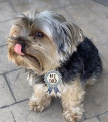 Lost Male Dog last seen Woodruff , Bellflower, CA 90706