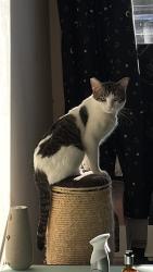 Lost Male Cat last seen Royal Mail post office, Renfrewshire, Scotland PA5 8AB