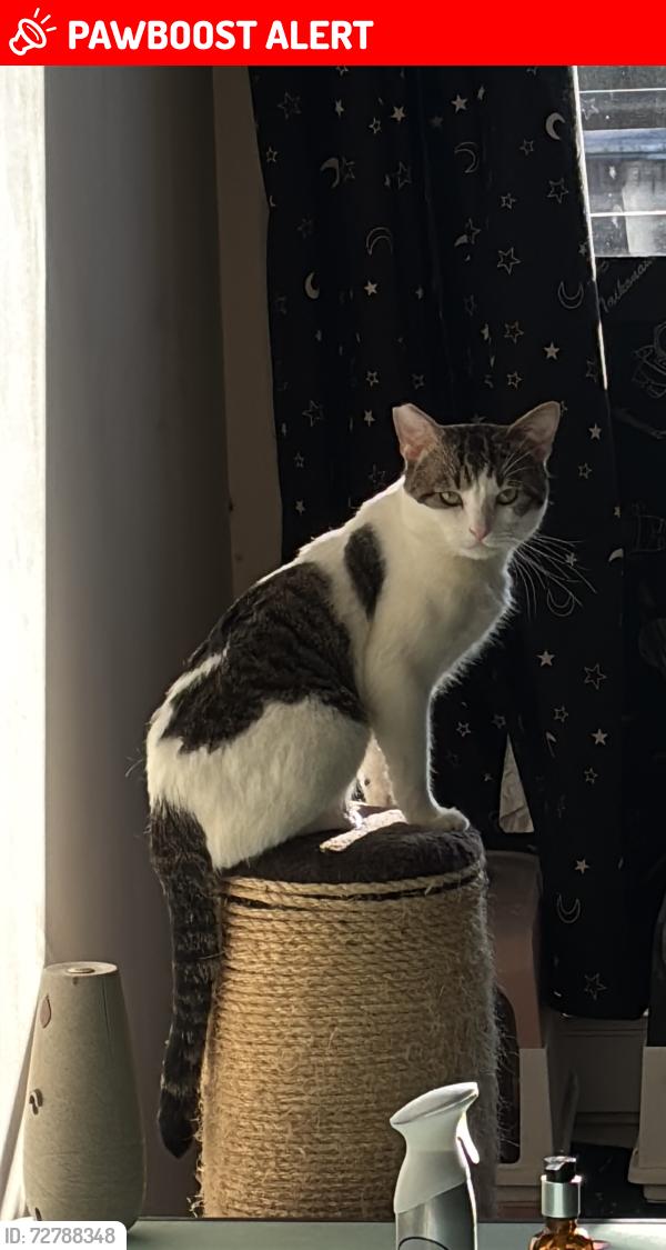 Lost Male Cat last seen Royal Mail post office, Renfrewshire, Scotland PA5 8AB
