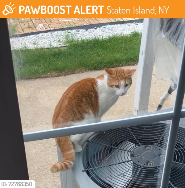 Found/Stray Unknown Cat last seen Slater blvd and Nugent Rd, Staten Island , Staten Island, NY 10305