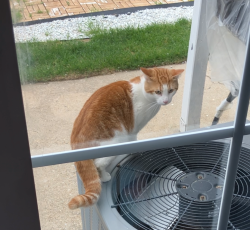 Found/Stray Unknown Cat last seen Slater blvd and Nugent Rd, Staten Island , Staten Island, NY 10305