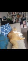 Lost Male Cat last seen Dunes Lane & Manorhaven Bld, Port Washington, NY 11050