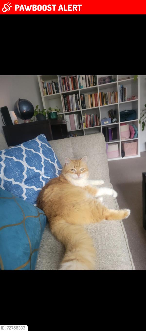 Lost Male Cat last seen Dunes Lane & Manorhaven Bld, Port Washington, NY 11050