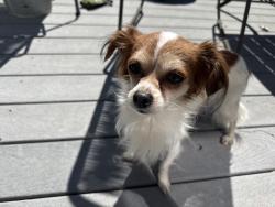 Found/Stray Male Dog last seen Main Street Kaysville , Fruit Heights, UT 84037