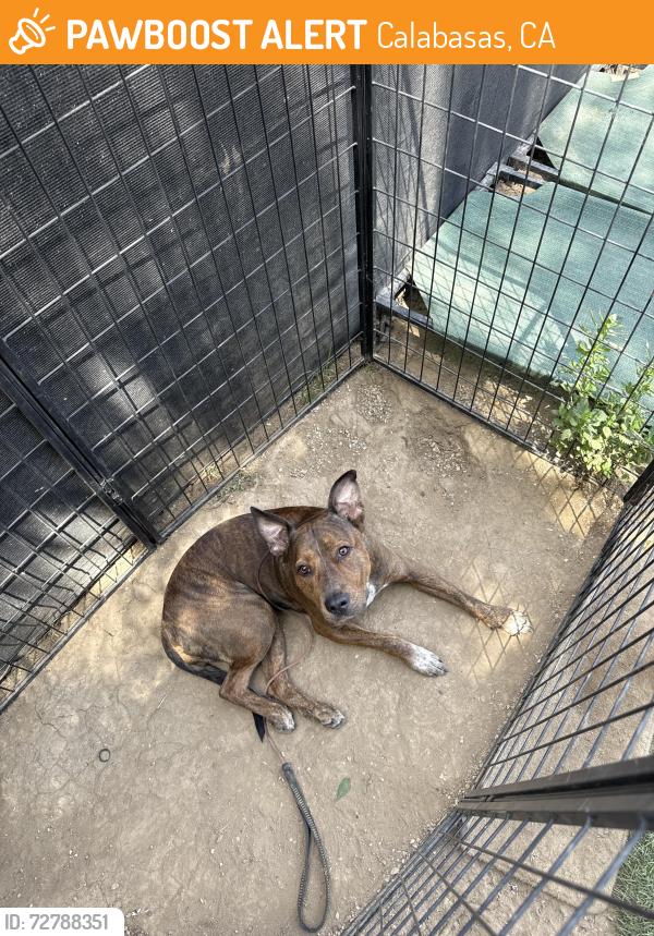 Found/Stray Female Dog last seen In possession , Calabasas, CA 91301