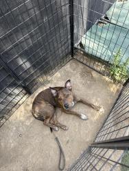 Found/Stray Female Dog last seen In possession , Calabasas, CA 91301