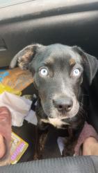 Lost Male Dog last seen  romie hill , Shannon, MS 38868