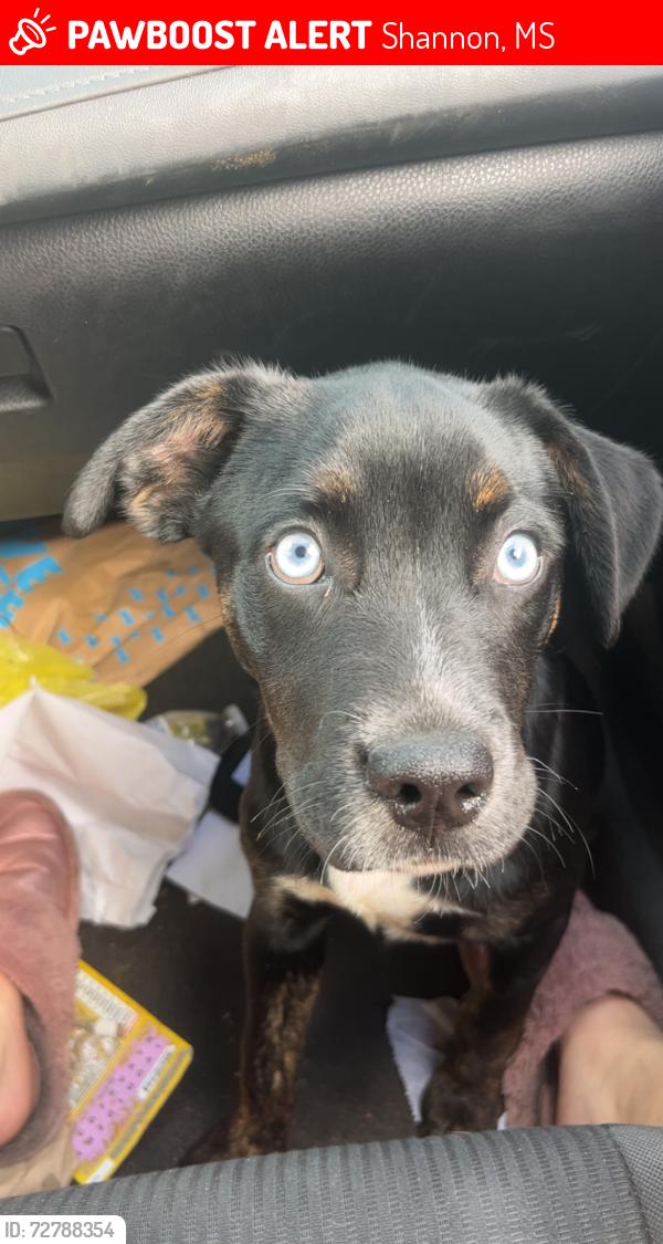 Lost Male Dog last seen  romie hill , Shannon, MS 38868