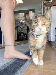 Lost Female Cat last seen Wolfcreek Cherokee Museum, Richmond, VA 23231