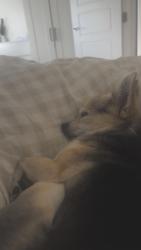 Lost Female Dog last seen potter street near aldi TN37 7GF, Hastings, England TN37 7GF