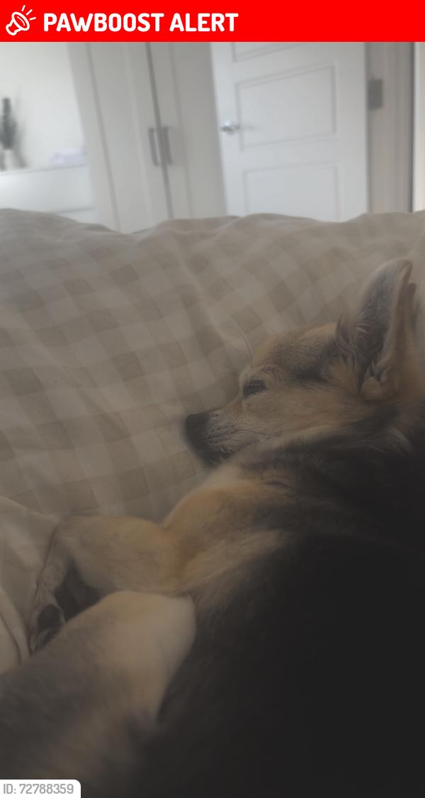 Lost Female Dog last seen potter street near aldi TN37 7GF, Hastings, England TN37 7GF