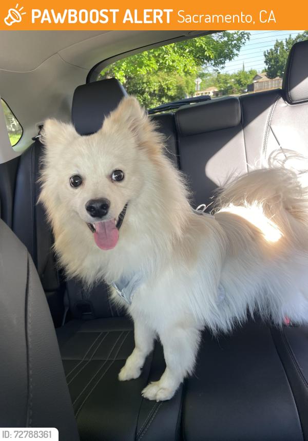 Found/Stray Male Dog last seen Crabtree Park/arden Manor, Sacramento, CA 95864