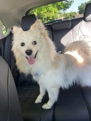 Found/Stray Male Dog last seen Crabtree Park/arden Manor, Sacramento, CA 95864
