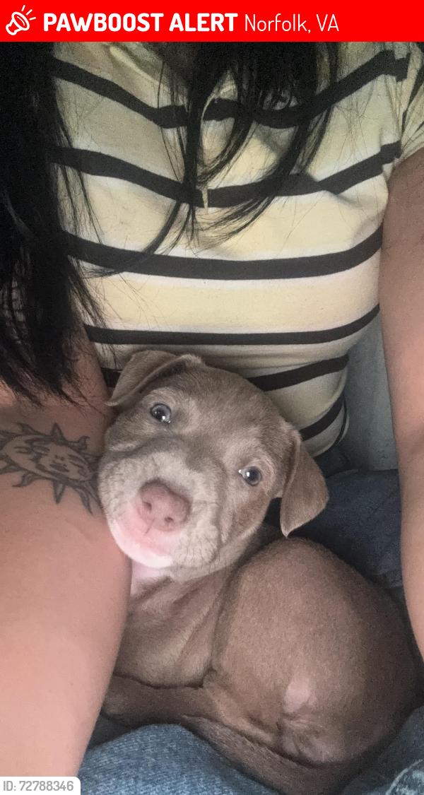Lost Female Dog last seen Beach view at , Norfolk, VA 23503