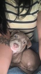 Lost Female Dog last seen Beach view at , Norfolk, VA 23503