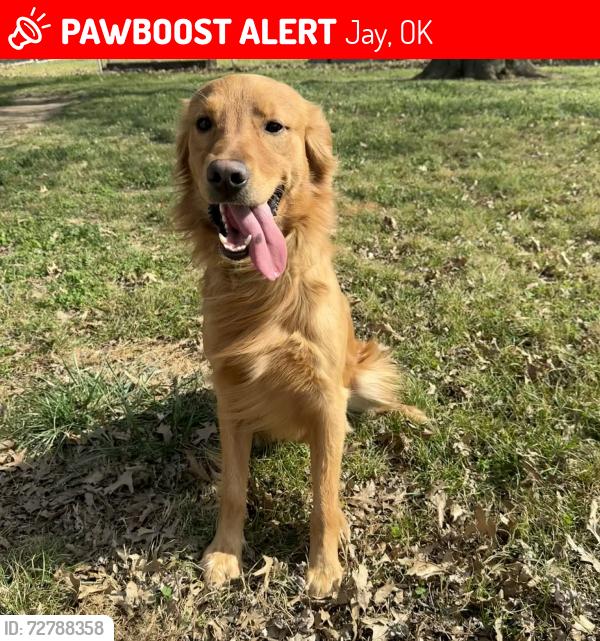 Lost Male Dog last seen Near E 380 rd Jay Oklahoma, Jay, OK 74346