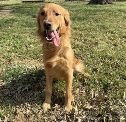 Lost Male Dog last seen Near E 380 rd Jay Oklahoma, Jay, OK 74346