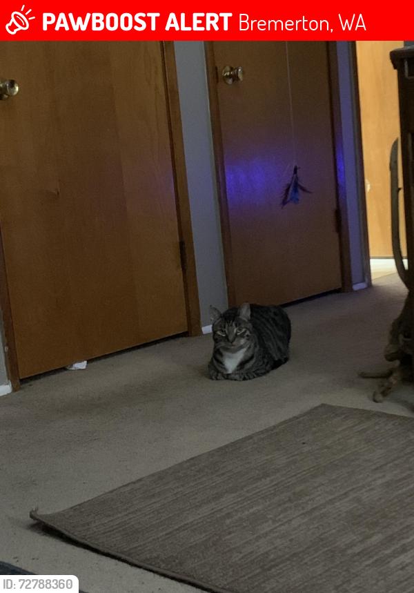 Lost Male Cat last seen Almira and ivy , Bremerton, WA 98310
