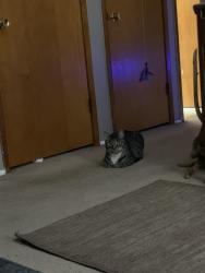 Lost Male Cat last seen Almira and ivy , Bremerton, WA 98310
