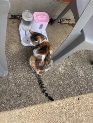Found/Stray Male Cat last seen Powell rd , Huber Heights, OH 45424
