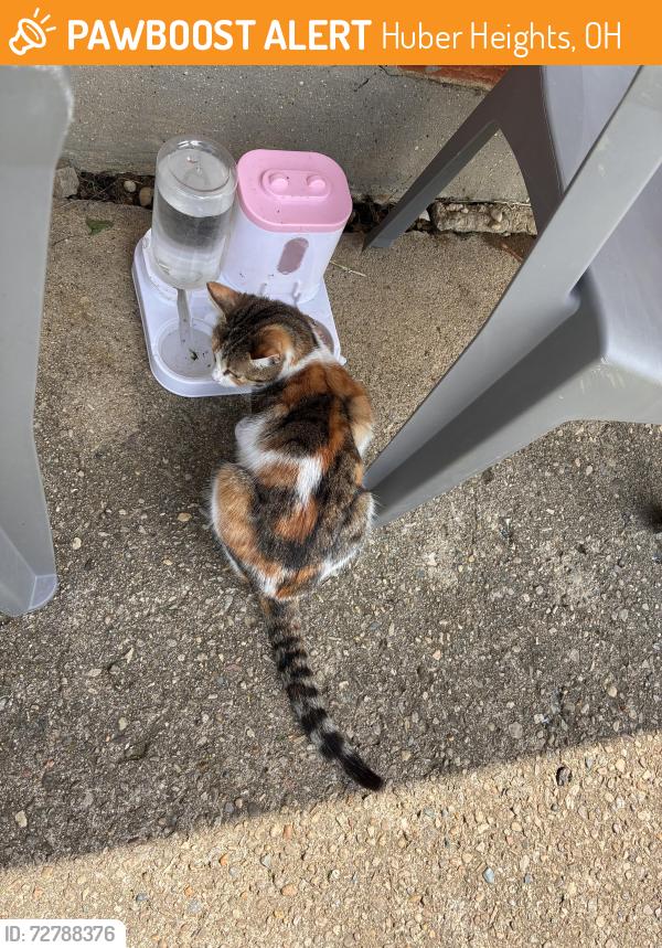 Found/Stray Male Cat last seen Powell rd , Huber Heights, OH 45424